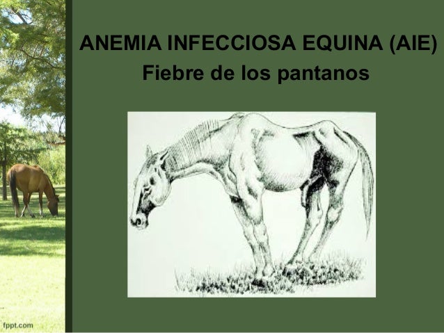 anemia infecciosa equina